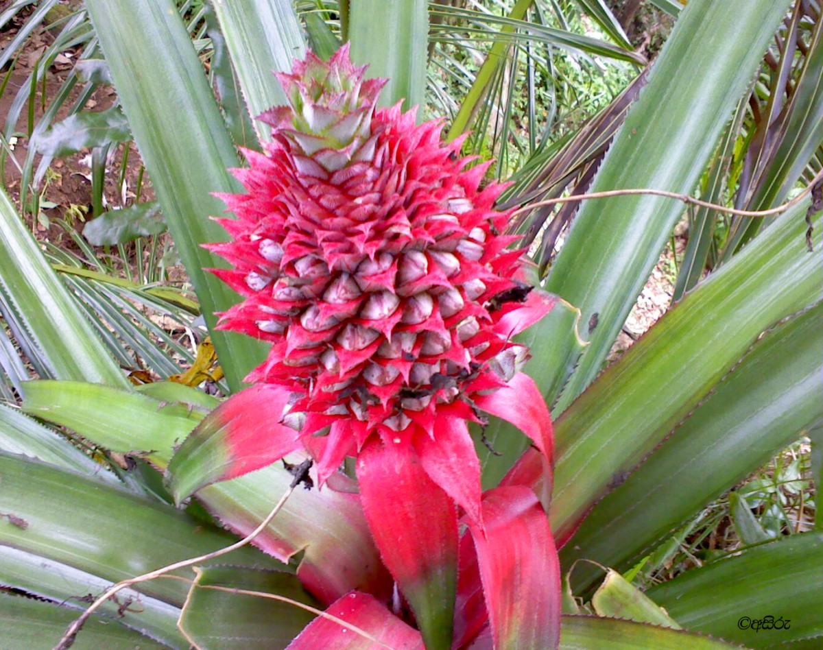 Ananas comosus (L.) Merr.